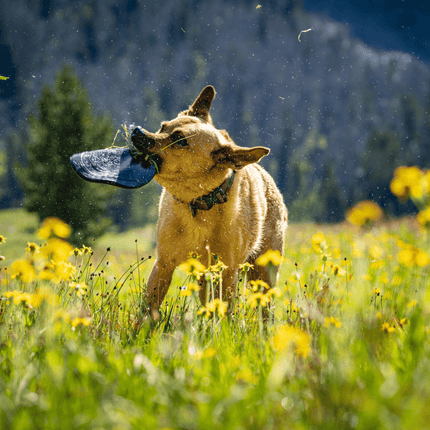 Aero Disc – Rubber Fetch Disc
