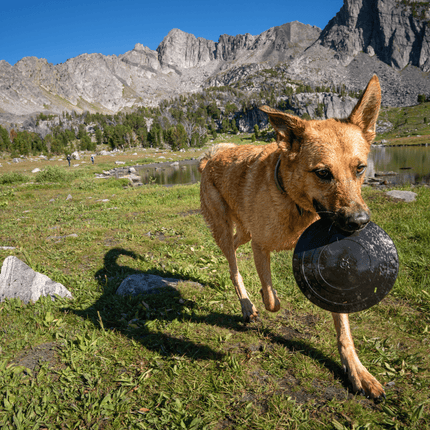 Aero Disc – Rubber Fetch Disc