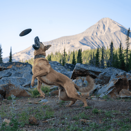 Aero Disc – Rubber Fetch Disc