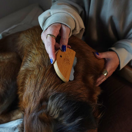 Person grooming a dog with a wooden brush