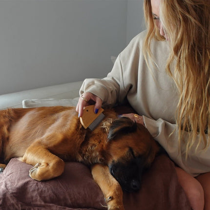 Woman brushing a dog with comb on a bed