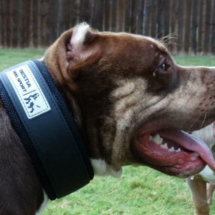 2-Inch Ultra Heavy-Duty Sport Collar for Large & Working Dogs