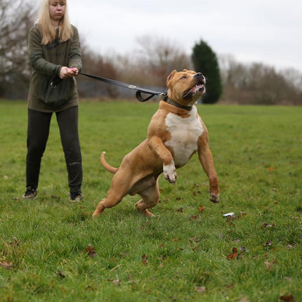 Woman walking a large brown and white dog on a leash in an open field.