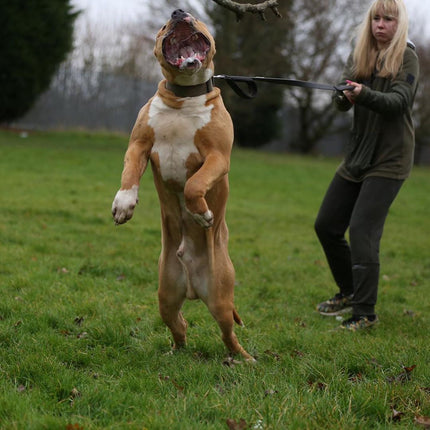 Dog standing on its hind legs with a person holding a leash in an outdoor setting