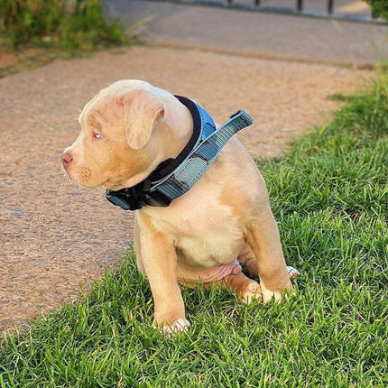 2-Inch Fast Release Dog Collar in Blue Camo