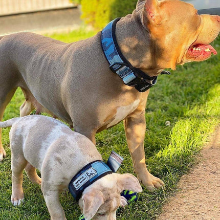 2-Inch Fast Release Dog Collar in Blue Camo