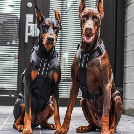 Two Dobermans wearing harnesses sitting on a tiled floor.