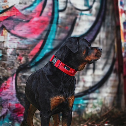 Dog wearing a red collar standing in front of a graffiti-covered wall.