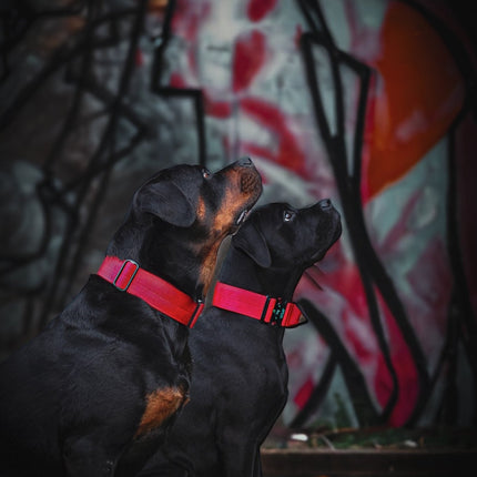 Two dogs wearing red collars sitting in front of a graffiti-covered wall.
