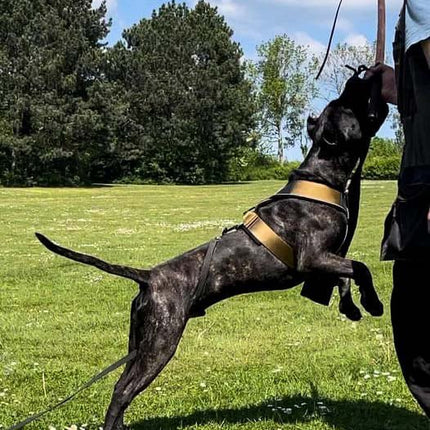 Dog on a leash jumping in a grassy field with trees in the background