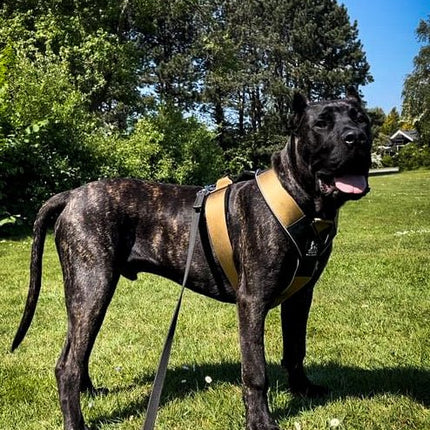 Dog wearing a yellow harness standing on grass with trees in the background