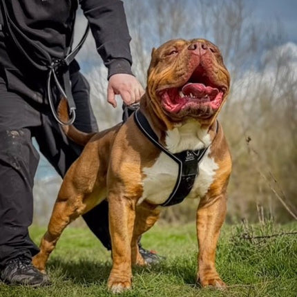 Large brown and white dog on a leash with a person in a field