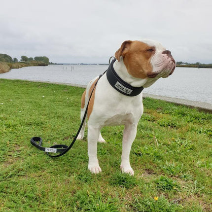 Dog standing on grass by a body of water with a collar and leash.