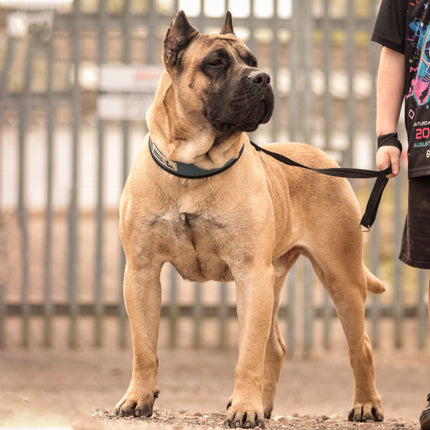 2-Inch Ultra Heavy-Duty Sport Collar for Large & Working Dogs