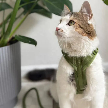Cat wearing a green harness sitting next to a plant