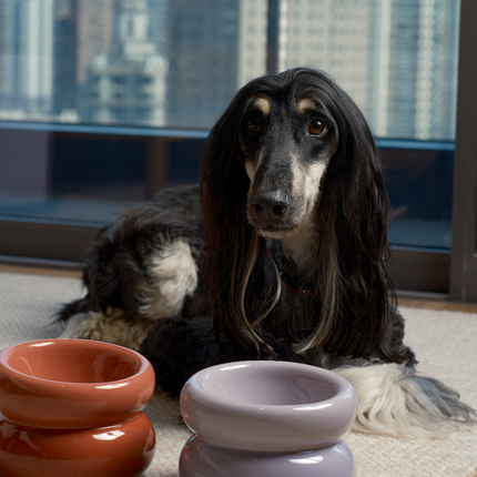 Dog sitting on a rug with two ceramic bowls in front of a cityscape view.