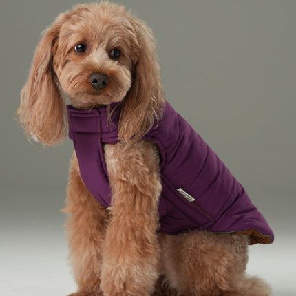 Dog wearing a purple puffer jacket on a neutral background