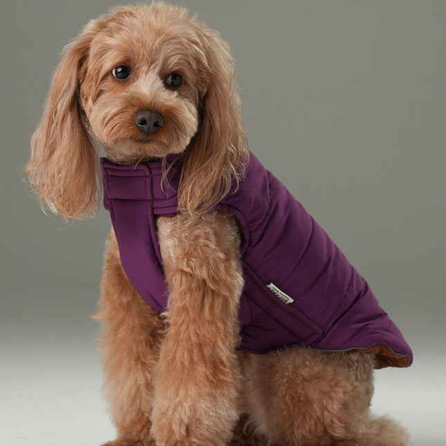 Dog wearing a purple puffer jacket on a neutral background