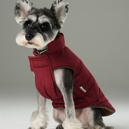 Dog wearing a red coat on a gray background