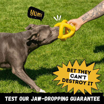 Dog playing with a yellow toy held by a person on grass, with promotional text overlay.