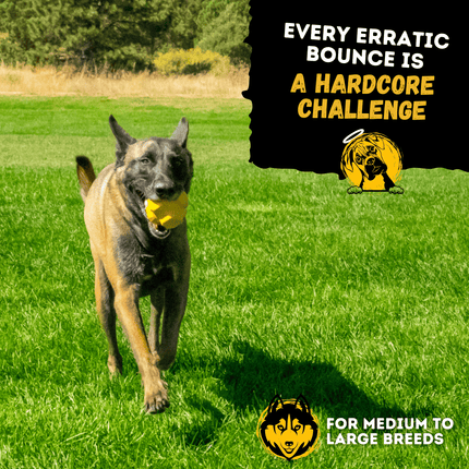 Dog running on grass with a yellow ball, text about dog toys for medium to large breeds.