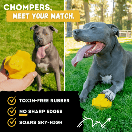 Two dogs playing with a yellow rubber toy in a grassy outdoor setting, with text highlighting product features.