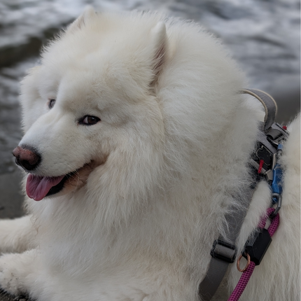 White dog with a colorful harness sitting by water