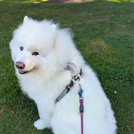 White dog on a leash sitting on grass