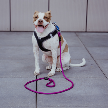 Dog sitting on a concrete surface with a purple leash