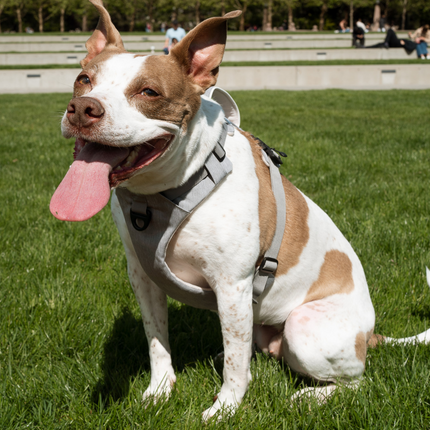 Dog wearing a harness sitting on grass with people in the background