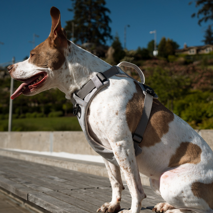 Brown and white dog sitting on a wooden bench with a park in the background