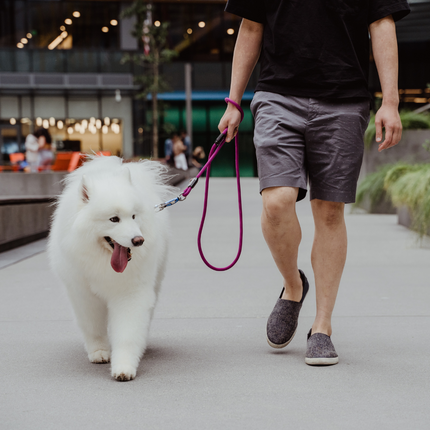 Person walking a white dog on a leash in an urban setting