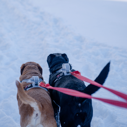 Two dogs on leashes walking on a snowy surface