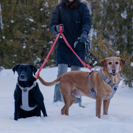 Two dogs on a leash being walked in the snow with a person partially visible.