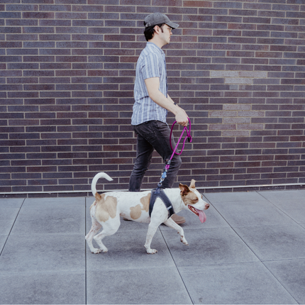 Man walking a dog on a leash against a brick wall.