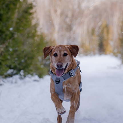 Dog running in the snow with a harness, surrounded by trees and snow-covered ground.