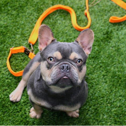 Dog on a leash with a green grass background
