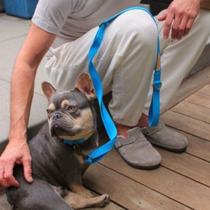 Person kneeling on a wooden deck with a small dog wearing a blue harness.