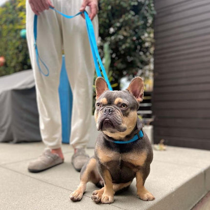 Dog on a leash held by a person, sitting on a pavement with a blurred background