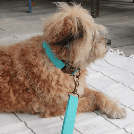 Small dog with a blue leash and collar lying on a wooden deck.