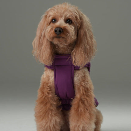 Dog wearing a purple outfit on a gray background