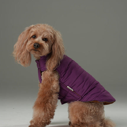Dog wearing a purple coat on a gray background