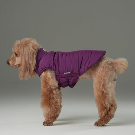 Dog wearing a purple coat on a gray background