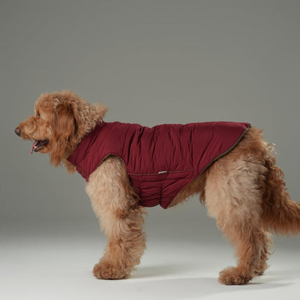 Dog wearing a red coat on a gray background