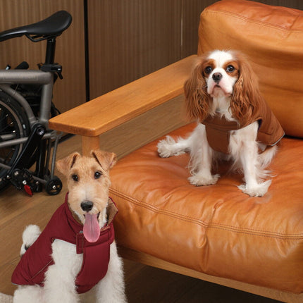 Two dogs, one wearing a red sweater and the other in a brown coat, sitting on an orange couch.