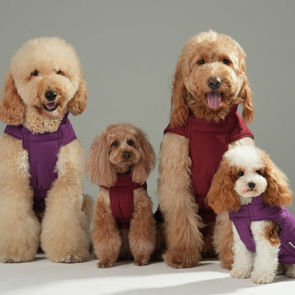 Four dogs wearing colorful sweaters on a gray background