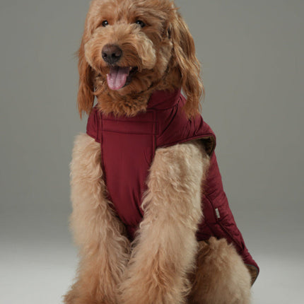 Brown dog wearing a red coat on a gray background