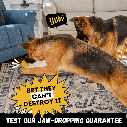 Two dogs playing with a toy on a rug, with text and graphics overlay.