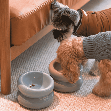 Two dogs drinking from bowls on a carpeted floor next to a wooden furniture piece.