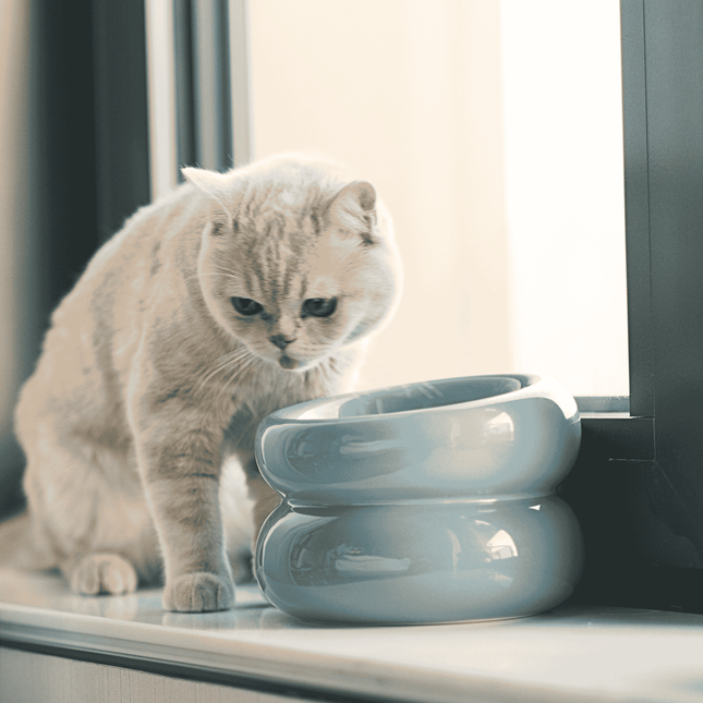 Cat standing next to a modern, light blue ceramic bowl on a windowsill.